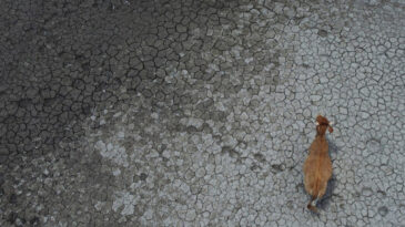 Kuraklık Yılı 2025: Rekor Sıcaklıklar ve Binlerce &Ouml;l&uuml;