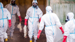 Kuş gribi paniği: 35 bin tavuk itlaf edildi