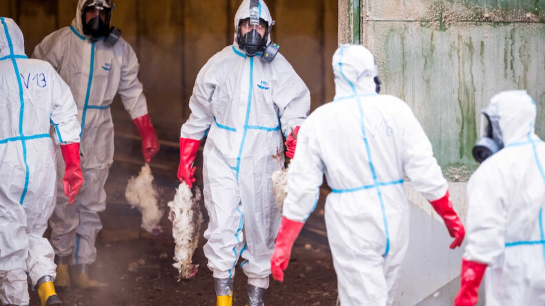 Kuş gribi paniği: 35 bin tavuk itlaf edildi