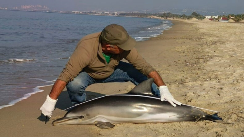 Kuşadası'nda Bir Yunus Karaya Vurdu