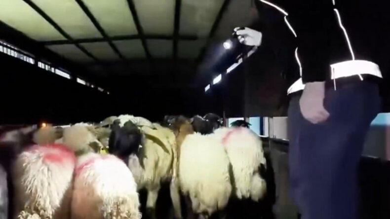 K&uuml;&ccedil;&uuml;kbaş Hayvanların Karın Boşluklarında Uyuşturucu Ele Ge&ccedil;irildi