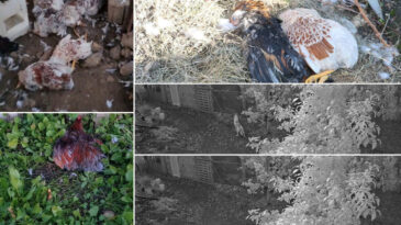 K&uuml;mese giren 6 k&ouml;pek, 30 cins tavuğu &ouml;ld&uuml;rd&uuml;