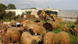 Kuyuya D&uuml;şen Koyunlar, &Ccedil;ocuğun Dikkati Sayesinde Bulundu