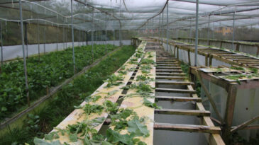 &ldquo;Beyaz Havyar&rdquo; Trabzon'da &Uuml;retiliyor ve 3 Bin Euro&rsquo;ya Satılıyor