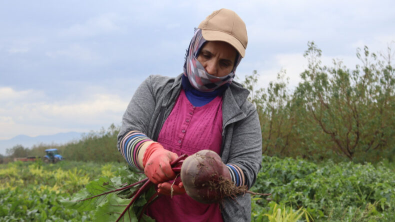 &ldquo;Kırmızı Elmas&rdquo;da hasat başladı: &Uuml;retici 10 TL&rsquo;ye satıyor, t&uuml;ketici 40 TL&rsquo;ye alıyor
