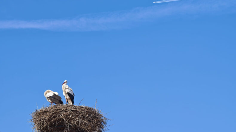 Leylekler Hala G&ouml;&ccedil; Etmedi