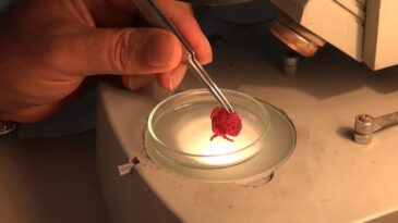 Liomera Rugipes: T&uuml;rkiye Kıyılarında İlk Kez G&ouml;zlemlendi