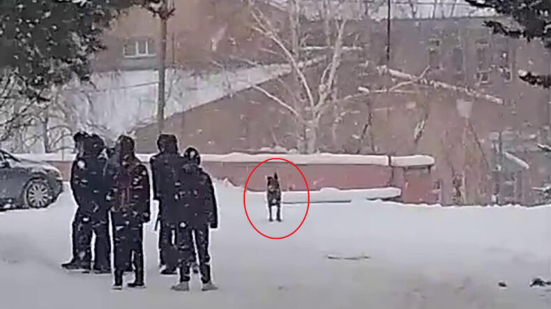 Lise Bah&ccedil;esine Giren Kurt K&ouml;peği &Ouml;ğrencilere Saldırdı: Yaralılar Var