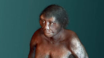 &lsquo;Hobbitlerin' Yok Olma Sebebi Ortaya &Ccedil;ıktı