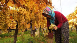 Maliyetler Y&uuml;ksek, Fiyatlar D&uuml;ş&uuml;k Kaldı