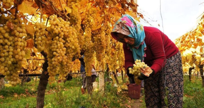 Maliyetler Y&uuml;ksek, Fiyatlar D&uuml;ş&uuml;k Kaldı