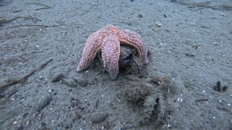 Marmara Denizi&rsquo;nde 30 Noktada Kirlilik Alarmı