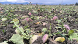 Masrafının &Uuml;&ccedil;te Biri Fiyat Verildi, Vazge&ccedil;ti: B&ouml;yle Giderse Bizi Toprağa G&ouml;merler