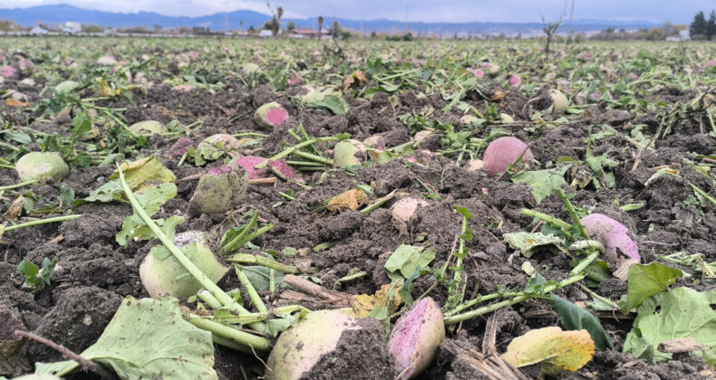 Masrafının &Uuml;&ccedil;te Biri Fiyat Verildi, Vazge&ccedil;ti: B&ouml;yle Giderse Bizi Toprağa G&ouml;merler