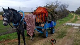 Merada İzinsiz Ağa&ccedil; Kesimi: İki Şahıs G&ouml;zaltında