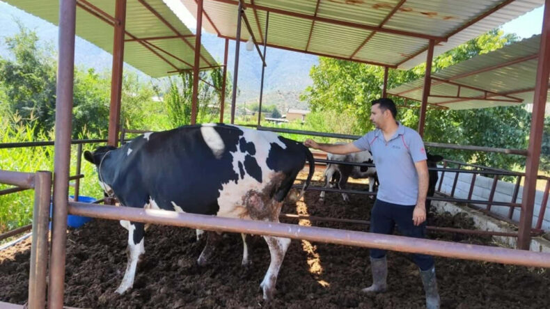 Muğla'da Şap Hastalığı Nedeniyle 11 Mahalle Karantinaya Alındı