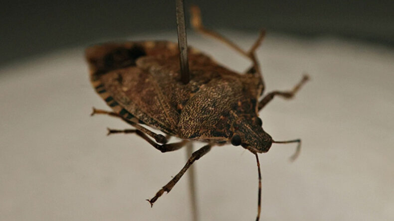 Ordu&rsquo;da Kokarca Alarmı: 50 Bin Kışlak İla&ccedil;landı