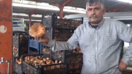 Ormanda Kendi Kendine Yetişen Mantarlar: K&ouml;yl&uuml;ye Ek Gelir Sağlıyor