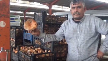 Ormanda Kendi Kendine Yetişen Mantarlar: K&ouml;yl&uuml;ye Ek Gelir Sağlıyor