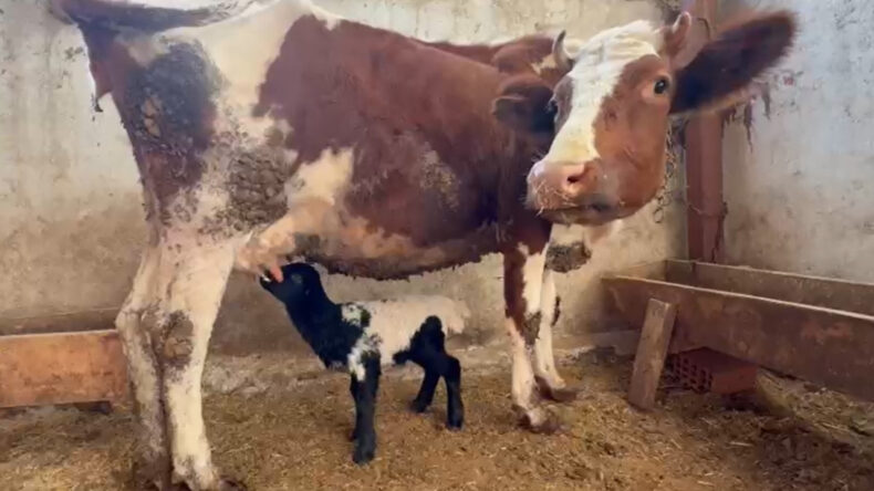 Öksüz Kalan Kuzuyu İnek Sahiplendi