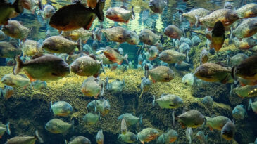 Piranalar, K&uuml;&ccedil;&uuml;k Kızın Hayatına Mal Oldu