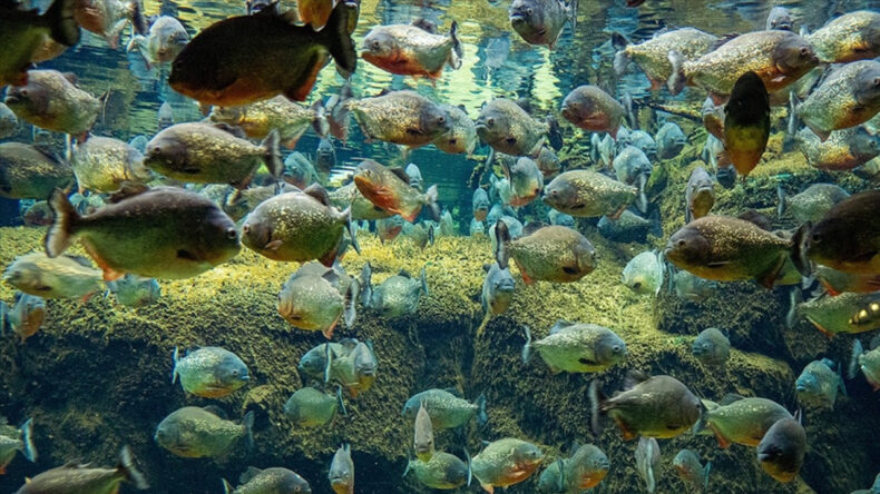 Piranalar, K&uuml;&ccedil;&uuml;k Kızın Hayatına Mal Oldu