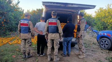 Portakal Bah&ccedil;esinde Hırsızlar Yakalandı: Olay G&uuml;n Aydınında Meydana Geldi