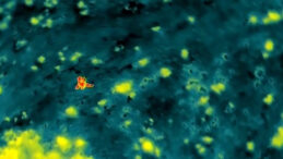 Saatlerdir Aranıyordu, Termal Kamera Tarafından Bulundu