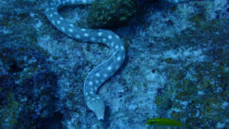 Sahilde Endişe Yaratan Olay: Yılanlar Kıyıya Vurdu