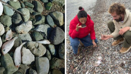 Sahile Vuran Balıkların &Ouml;l&uuml;m Nedeni Kirlilik Değilmiş