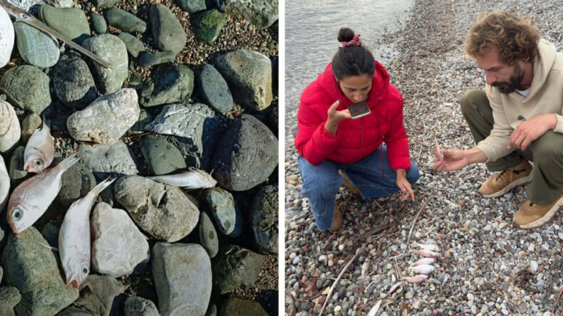Sahile Vuran Balıkların &Ouml;l&uuml;m Nedeni Kirlilik Değilmiş