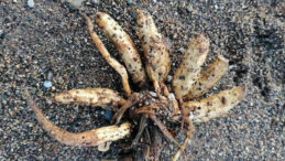 Sahillerde &ouml;l&uuml;mc&uuml;l zehirli canlı uyarısı