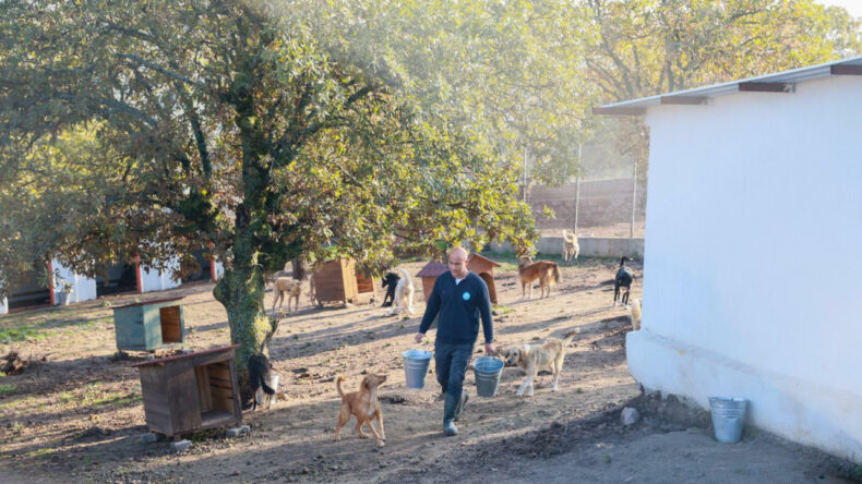 Sahiplendiği K&ouml;pekleri Sokağa Terk Eden Kadına Ağır Ceza