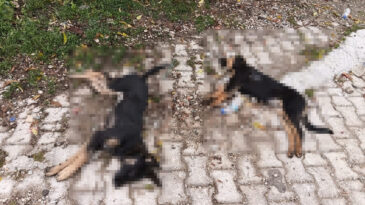 Sahipsiz K&ouml;peklerin Zehirlenmesi İddiası