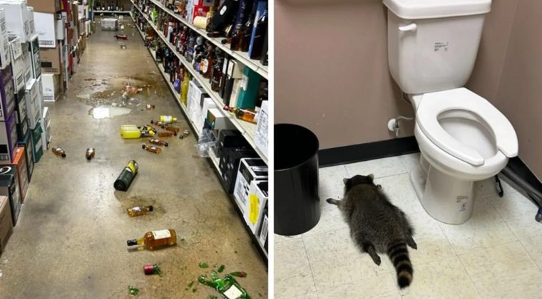 Sarhoş Rakun&rsquo;un Maceraları G&uuml;ndem Oldu