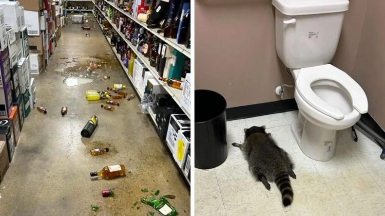 Sarhoş Rakun’un Maceraları Gündem Oldu