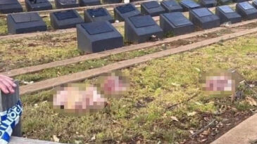Şiddet Olayı Sonrası M&uuml;sl&uuml;man Mezarlığına Domuz Kafası Bırakıldı
