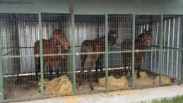 Sofralara Ge&ccedil;iş Yapacaktı: Ka&ccedil;ak At Kesimi Operasyonu