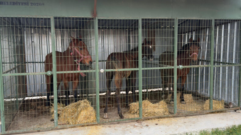 Sofralara Ge&ccedil;iş Yapacaktı: Ka&ccedil;ak At Kesimi Operasyonu