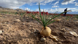 Soğan G&ouml;z Yaşartıyor: "7-8 Liraya Mal Ettik, Bedavaya Alan Yok"
