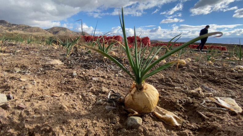 Soğan G&ouml;z Yaşartıyor: "7-8 Liraya Mal Ettik, Bedavaya Alan Yok"