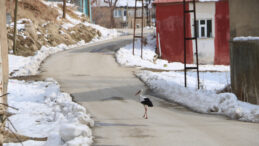 Soğuğa Rağmen 23 Yıldır G&ouml;&ccedil; Etmiyorlar: Yeni Misafirler De Geldi