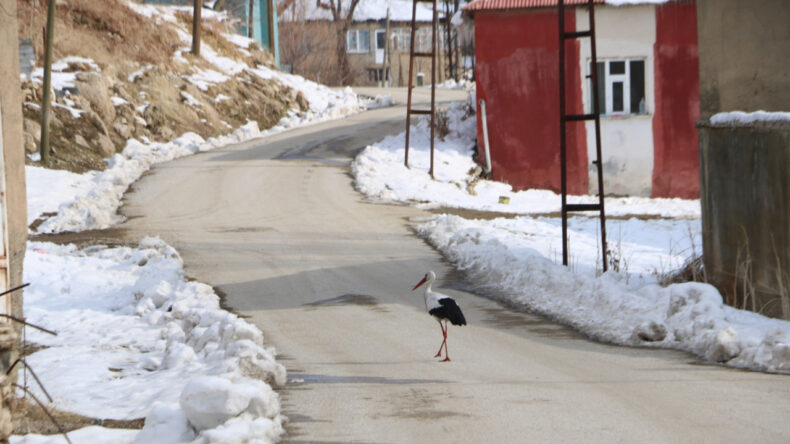 Soğuğa Rağmen 23 Yıldır G&ouml;&ccedil; Etmiyorlar: Yeni Misafirler De Geldi