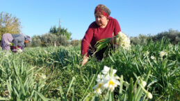 Soğuk Havaya Rağmen Erken A&ccedil;tı: 300 Liradan Alıcı Buluyor
