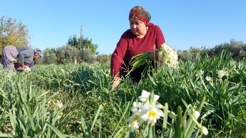 Soğuk Havaya Rağmen Erken A&ccedil;tı: 300 Liradan Alıcı Buluyor