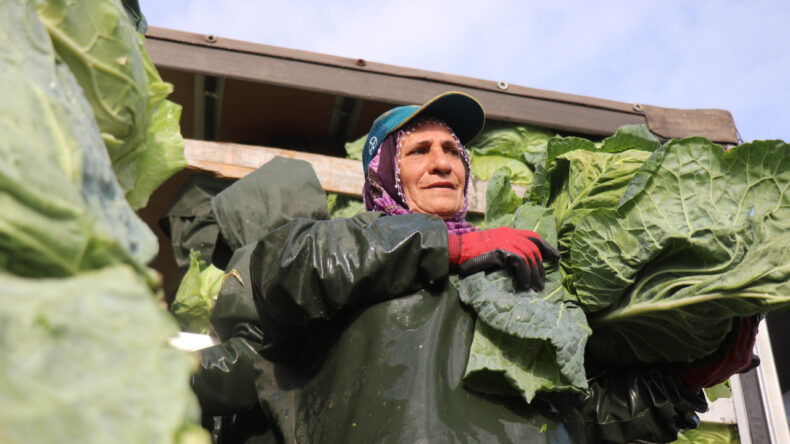 Soğuk Havaya Rağmen Tarlaların Yolunda