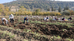 Son Hasat Tamamlandı: Tarlada 30 Lira, Manavda 70 Lira