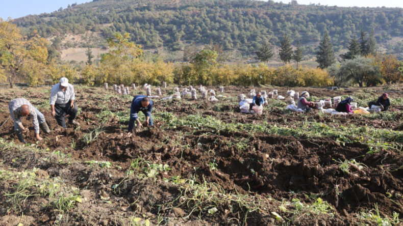 Son Hasat Tamamlandı: Tarlada 30 Lira, Manavda 70 Lira