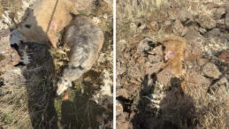 S&uuml;r&uuml;den Ayrılan Koyunları Kurt Yakaladı: 28 Koyun Hayatını Kaybetti