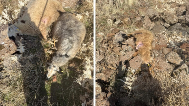 S&uuml;r&uuml;den Ayrılan Koyunları Kurt Yakaladı: 28 Koyun Hayatını Kaybetti